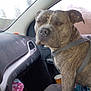 dog, brindle, car_interior, passenger_seat, seatbelt, blanket, cup, dashboard, window, seat, animal, pet, road_trip, canine, sitting, fur, ears, face, indoors, vehicle