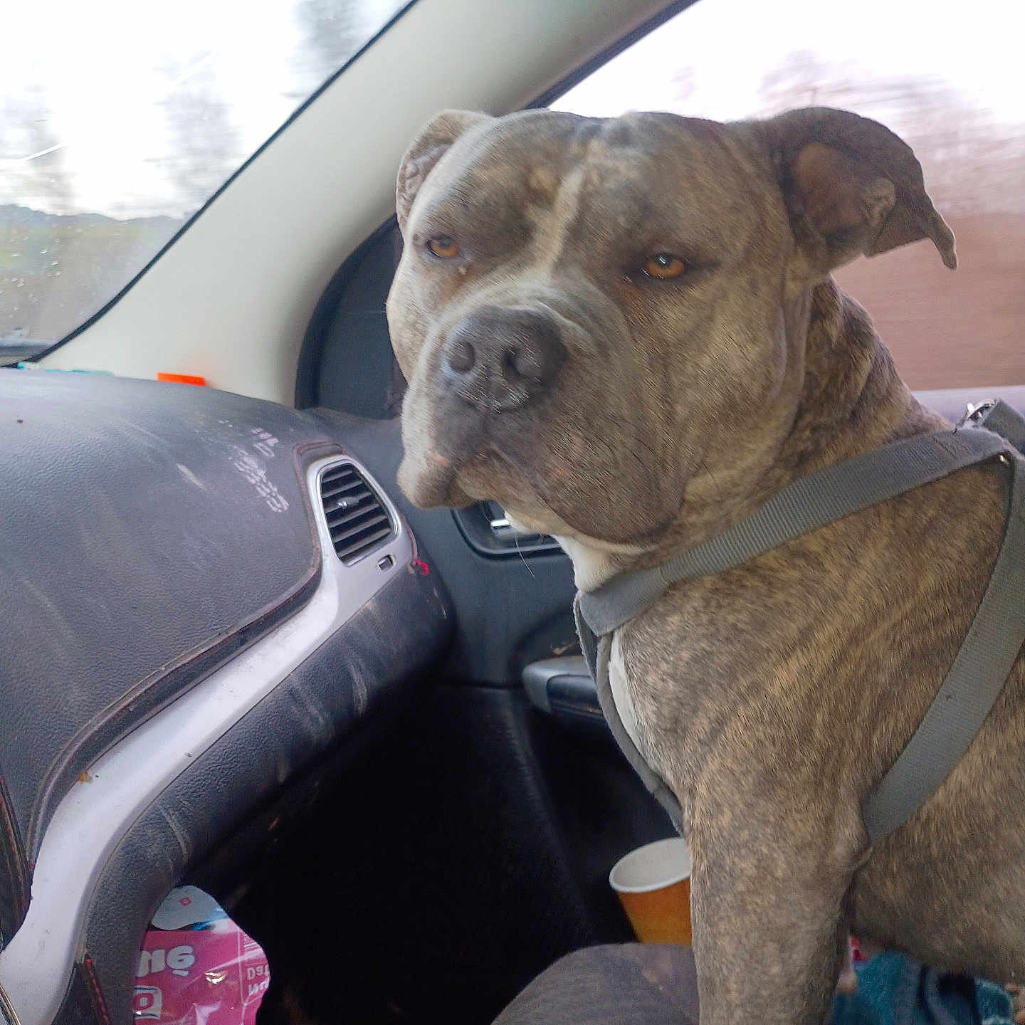 Ace is registered to the contest to win money with this photo: animal, blanket, brindle, canine, car_interior, cup, dashboard, dog, ears, face, fur, indoors, passenger_seat, pet, road_trip, seat, seatbelt, sitting, vehicle, window
