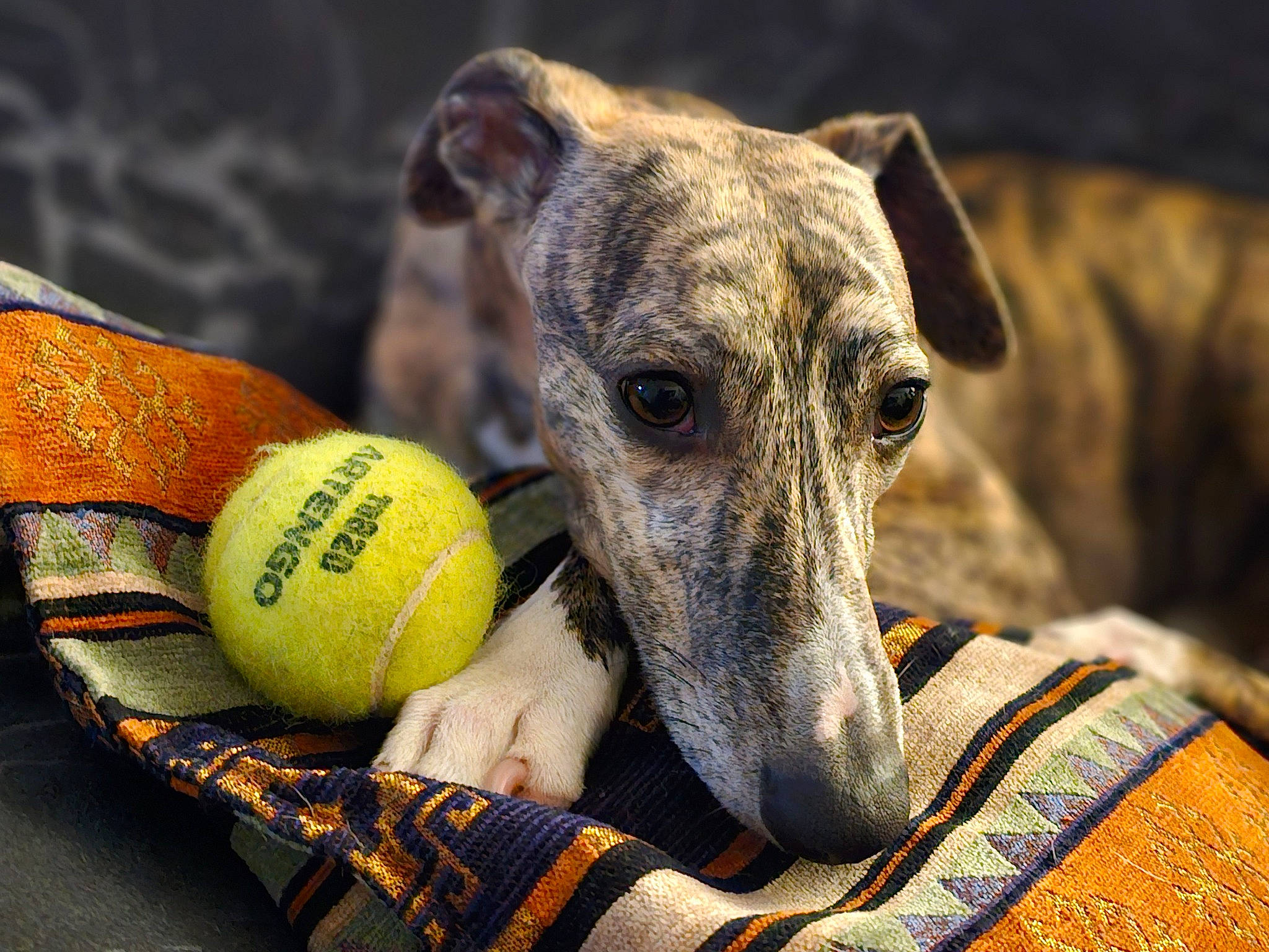 Safir a rejoint le concours — aidez-le/la à gagner de superbes lots ! ball, canidae, carnivore, companion_dog, dog, dog_breed, fawn, magyar_agar, rampur_greyhound, sighthound, snout, sporting_group, sports, sports_equipment, sports_toy, tennis_ball, tennis_equipment, terrestrial_animal, vertebrate, working_animal