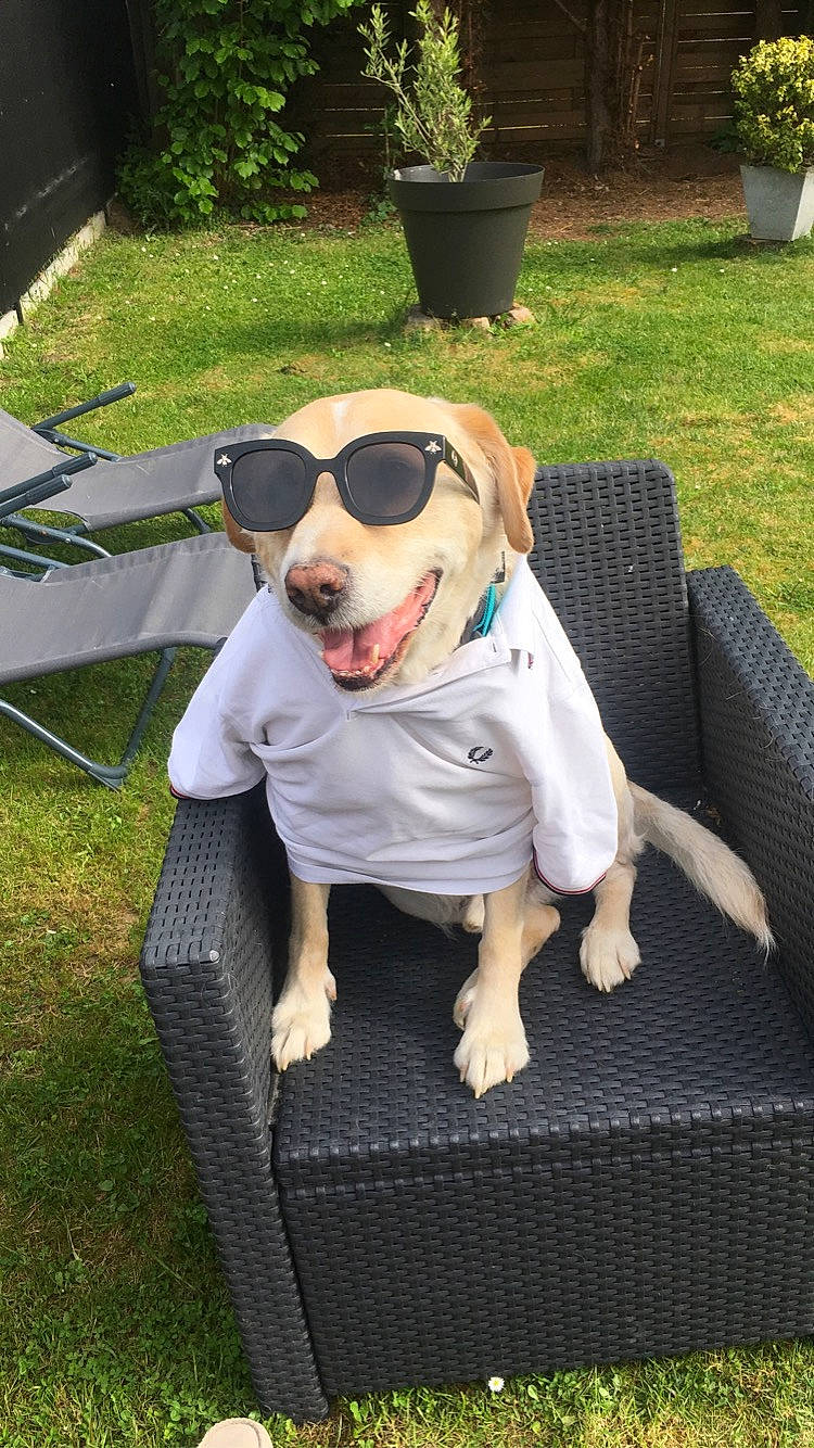 Hugo participe au concours pour gagner de l'argent avec cette photo : carnivore, chair, collar, companion_dog, dog, dog_breed, dog_clothes, dog_collar, dog_supply, eyewear, fawn, flowerpot, grass, outdoor_furniture, pet_supply, plant, snout, sunglasses, toy_dog, working_animal