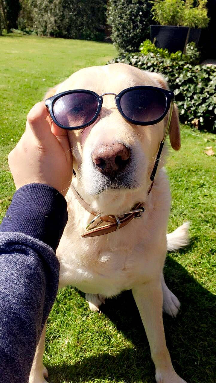 Hugo a rejoint le concours — aidez-le/la à gagner de superbes lots ! carnivore, companion_dog, dog, dog_breed, eyewear, fawn, gesture, glasses, goggles, grass, happy, plant, smile, snout, sporting_group, sunglasses, tree, vision_care, whiskers, working_animal