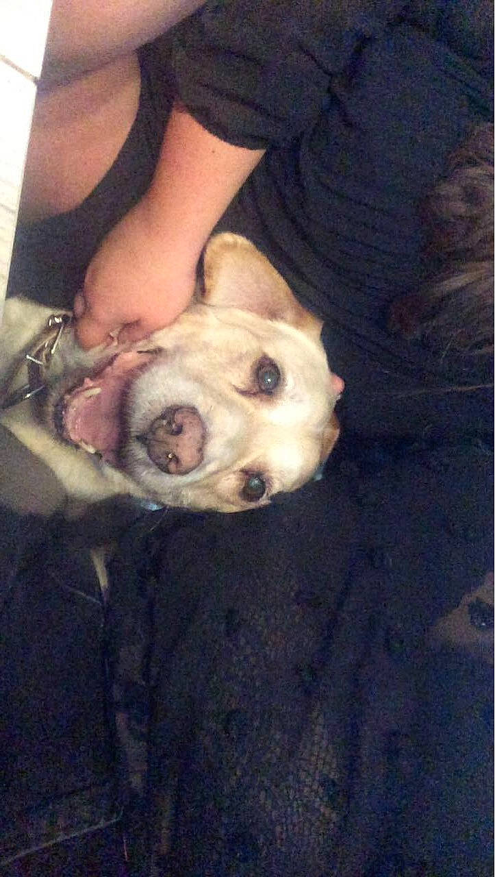 Hugo participe au concours pour gagner de l'argent avec cette photo : canidae, carnivore, comfort, companion_dog, dog, dog_breed, fawn, flesh, fur, jaw, non_sporting_group, puppy, snout, sporting_group, toy_dog, watch, working_animal