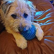 Scamp is registered to the contest to win money with this photo: dog, toy, blue_ball, leather_couch, pet, scruffy, paw, mouth, indoor, playful, fur, closeup, animal, cute, pet_toy, brown, relaxed, domestic, companion, curious