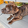 Tiggs is registered to the contest to win money with this photo: puppy, dog, brindle, outdoor, chair, gray, pet, animal, fur, young, cute, looking, side_view, garden, fence, legs, ears, snout, resting, daylight
