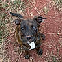 Tiggs is registered to the contest to win money with this photo: dog, puppy, brindle, outdoor, dirt, grass, weed, animal, pet, cute, sitting, brown, white_patch, ears, tail, looking_up, nature, young_dog, closeup, ground