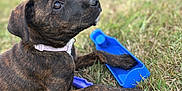 Tiggs is registered to the contest to win money with this photo: puppy, dog, brindle, grass, outdoor, toy, blue_toy, collar, pet, animal, cute, young_dog, nature, field, playful, resting, curious, closeup, summer, daylight