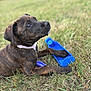 puppy, dog, brindle, grass, outdoor, toy, blue_toy, collar, pet, animal, cute, young_dog, nature, field, playful, resting, curious, closeup, summer, daylight