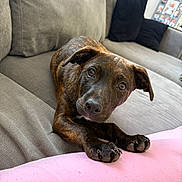 Tiggs joined the competition — help win amazing prizes! dog, puppy, brindle, couch, indoor, pet, animal, looking_up, ears, paws, blanket, pink, gray, cushion, home, furniture, portrait, cute, relaxed, living_room