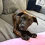 dog, puppy, brindle, couch, indoor, pet, animal, looking_up, ears, paws, blanket, pink, gray, cushion, home, furniture, portrait, cute, relaxed, living_room