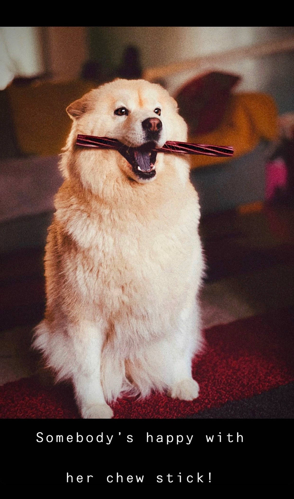 Kizzi is registered to the contest to win money with this photo: ancient_dog_breeds, canidae, carnivore, collar, companion_dog, dog, dog_breed, dog_collar, dog_supply, fur, liver, pet_supply, photo_caption, snout, sporting_group, tongue, whiskers, working_animal