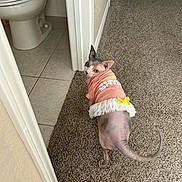 Penelope joined the competition — help win amazing prizes! sphynx_cat, cat, pet, hairless_cat, pink_clothing, dress, yellow_bow, carpet, bathroom, toilet, tile_floor, looking_back, indoor, home, animal, curious, feline, tail, ears, yellow_eyes