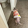 sphynx_cat, cat, pet, hairless_cat, pink_clothing, dress, yellow_bow, carpet, bathroom, toilet, tile_floor, looking_back, indoor, home, animal, curious, feline, tail, ears, yellow_eyes