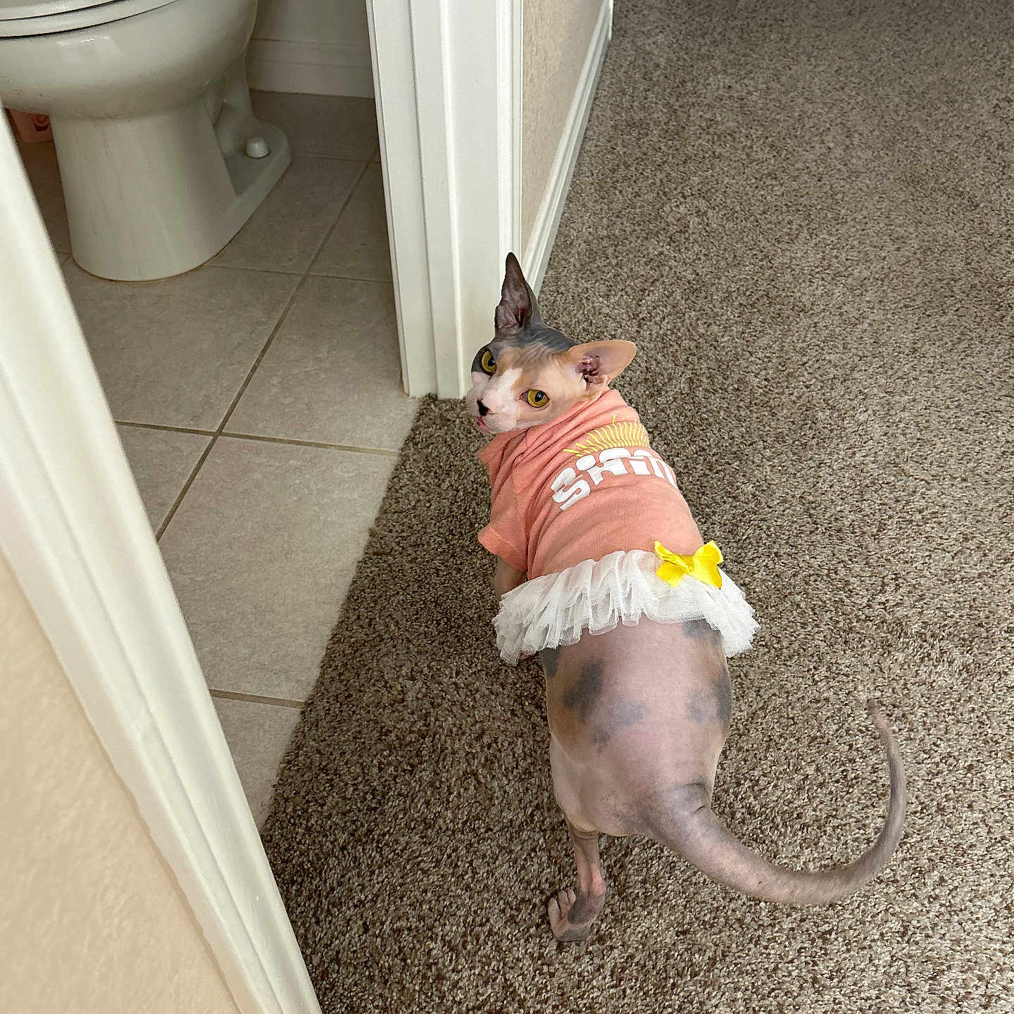 Penelope joined the competition — help win amazing prizes! animal, bathroom, carpet, cat, curious, dress, ears, feline, hairless_cat, home, indoor, looking_back, pet, pink_clothing, sphynx_cat, tail, tile_floor, toilet, yellow_bow, yellow_eyes