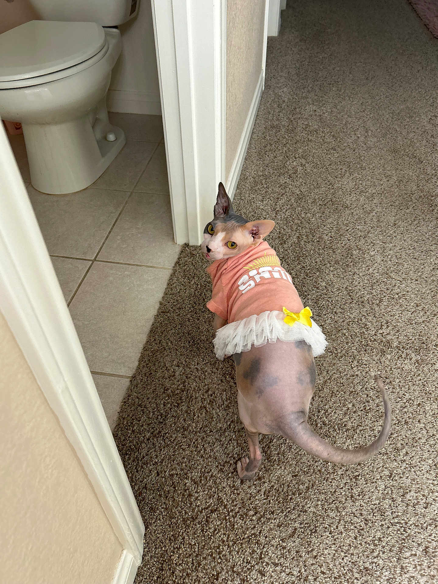 Penelope joined the competition — help win amazing prizes! sphynx_cat, cat, pet, hairless_cat, pink_clothing, dress, yellow_bow, carpet, bathroom, toilet, tile_floor, looking_back, indoor, home, animal, curious, feline, tail, ears, yellow_eyes