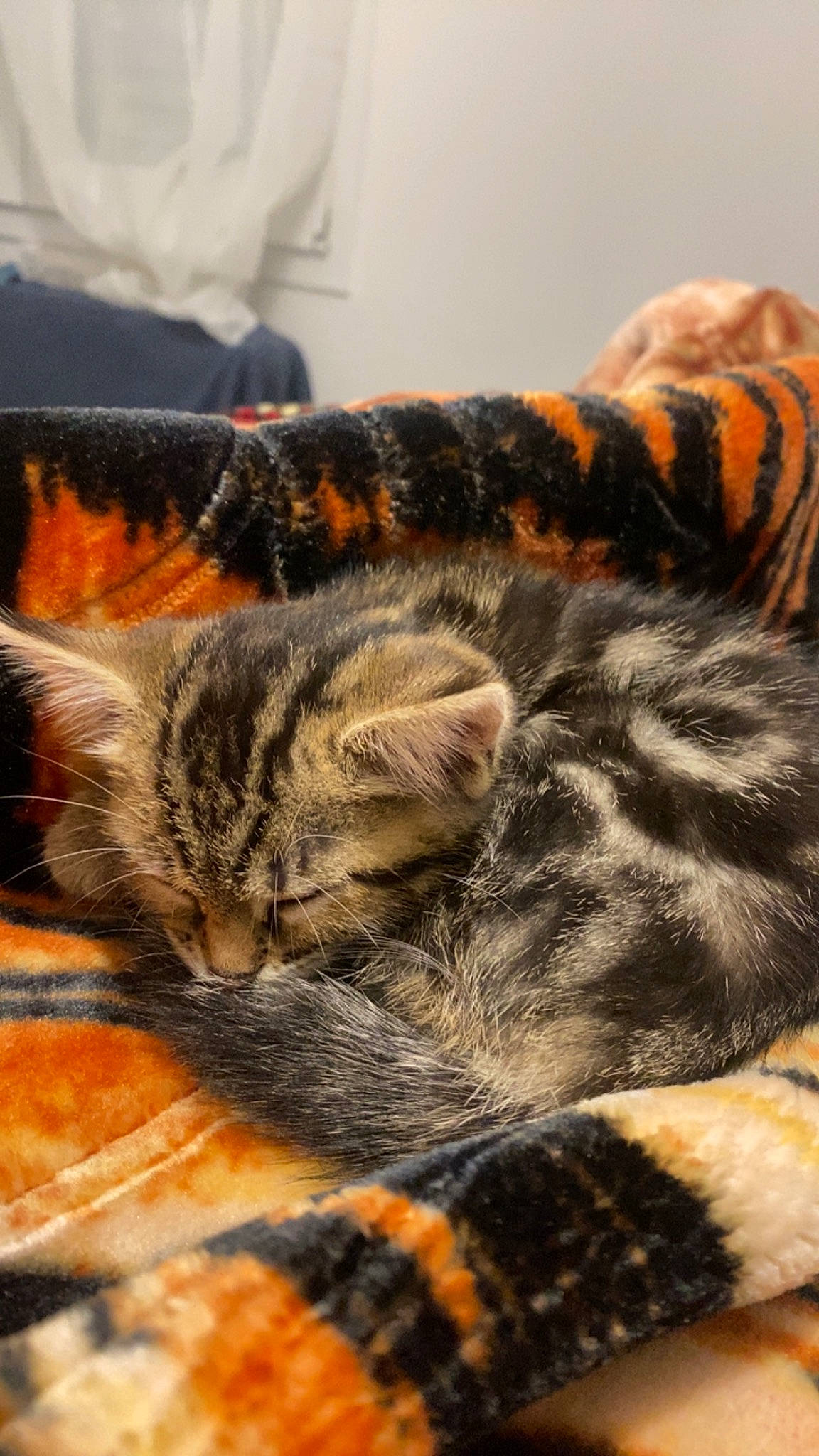 Bella participe au concours pour gagner de l'argent avec cette photo : carnivore, cat, claw, close_up, comfort, domestic_short_haired_cat, fawn, felidae, fur, nap, pattern, paw, sleep, small_to_medium_sized_cats, snout, tail, terrestrial_animal, whiskers, wildlife, wood