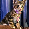 Rayne is registered to the contest to win money with this photo: animal, blue_background, brown, cat, collar, curious, cute, feline, fur, indoor, kitten, paw_print, pet, pink, playful, small, tabby, tongue_out, whiskers, young
