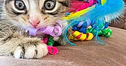 Rayne joined the competition — help win amazing prizes! animal, brown_surface, cat, close_up, curious, cute, eyes, feathers, fur, indoor, kitten, paw, pet, pink_nose, playful, ribbons, tabby, toy, whiskers, young