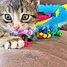 animal, brown_surface, cat, close_up, curious, cute, eyes, feathers, fur, indoor, kitten, paw, pet, pink_nose, playful, ribbons, tabby, toy, whiskers, young