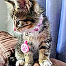 Rayne is registered to the contest to win money with this photo: animal, background, brown, cat, closeup, collar, curious, cute, feline, fur, indoor, kitten, pet_tag, pink, sitting, soft, tabby, whiskers, white_paws, young