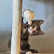 Rayne is registered to the contest to win money with this photo: animal, cat, cat_tree, claws, curious, cute, ears, feline, fur, indoor, kitten, looking, paw, pet, playful, scratching_post, tabby, toy, whiskers, young