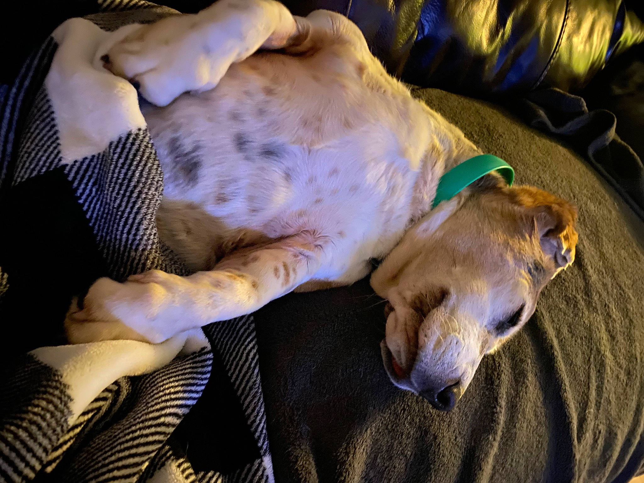 Nina is registered to the contest to win money with this photo: canidae, carnivore, comfort, companion_dog, couch, dog, dog_breed, dog_supply, fawn, fur, guard_dog, linens, nap, non_sporting_group, sighthound, snout, sporting_group, tail, whiskers, working_animal