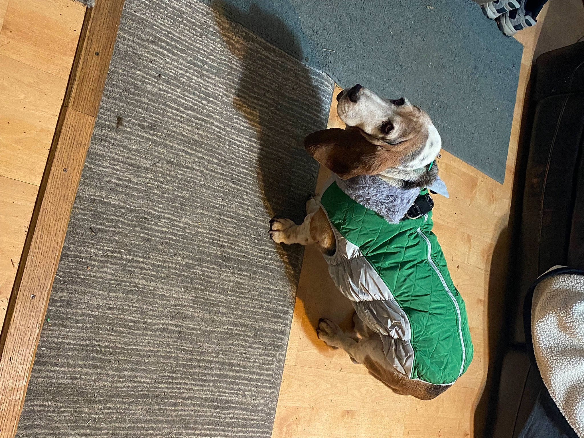 Nina is registered to the contest to win money with this photo: bag, brick, brickwork, carnivore, concrete, facade, flooring, hat, leisure, outdoor_shoe, personal_protective_equipment, recreation, rope, sporting_group, street, toy, vehicle_door, walking_shoe, waste, wood