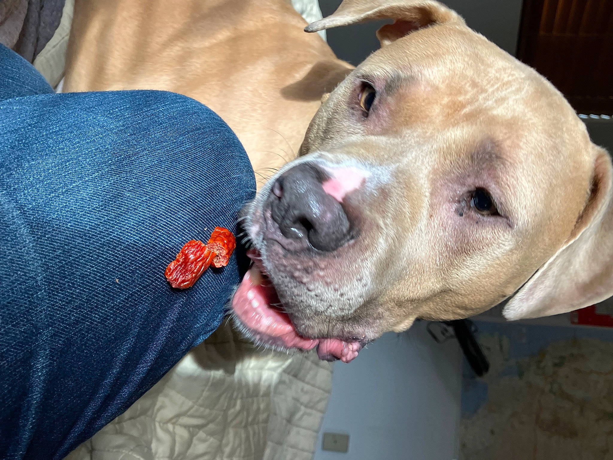 Echo is registered to the contest to win money with this photo: carnivore, collar, companion_dog, denim, dog, dog_breed, dog_collar, dog_supply, ear, electric_blue, fawn, fur, guard_dog, jaw, liver, snout, sporting_group, whiskers, working_animal, wrinkle