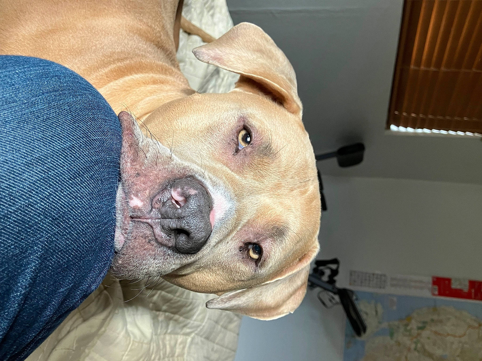 Echo joined the competition — help win amazing prizes! canidae, carnivore, comfort, companion_dog, dog, dog_breed, dog_supply, ear, eye, fawn, fur, hat, jaw, pet_supply, snout, sporting_group, terrestrial_animal, whiskers, working_animal, wrinkle