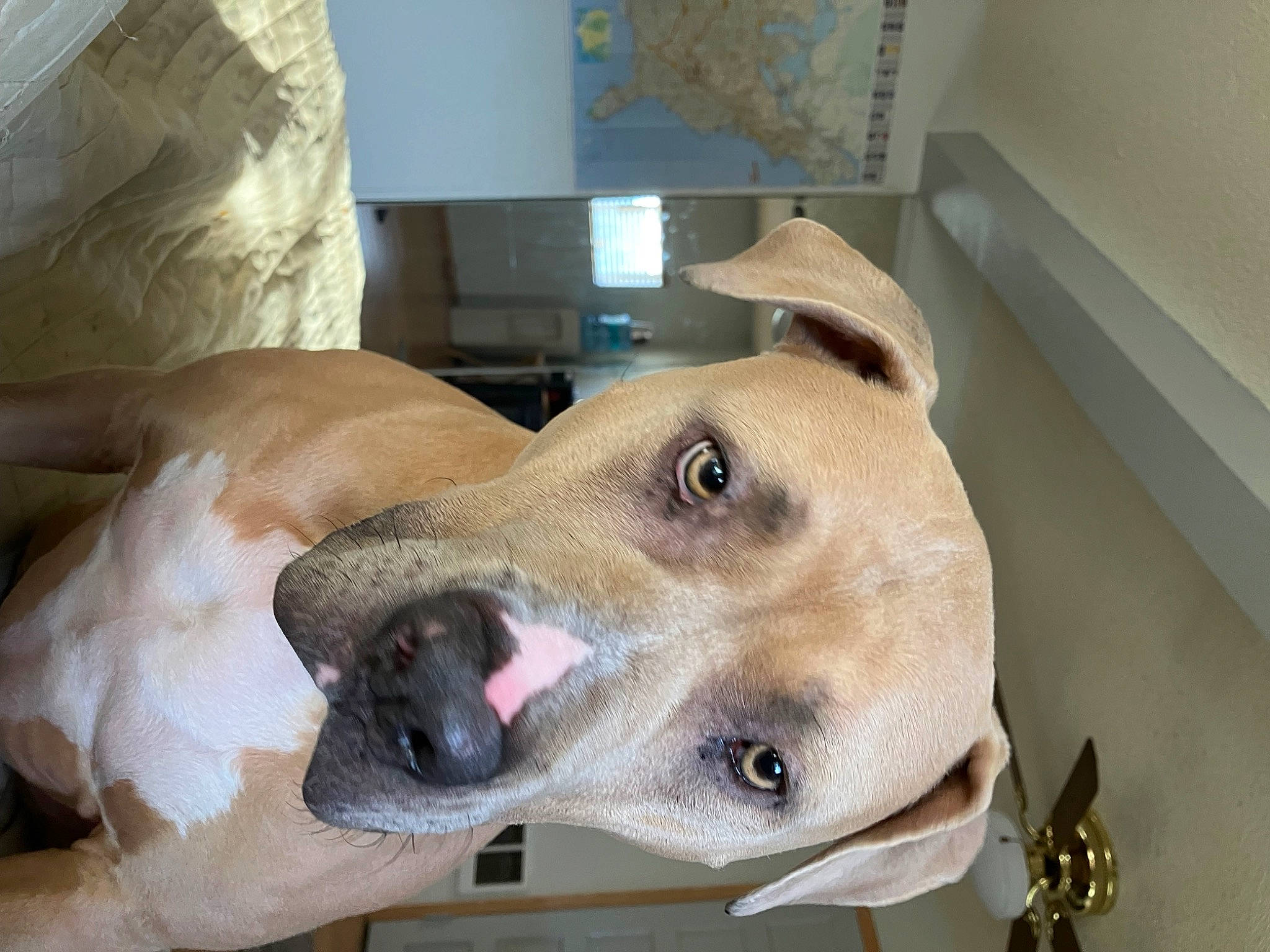 Echo joined the competition — help win amazing prizes! canidae, carnivore, collar, companion_dog, dog, dog_breed, dog_collar, ear, fang, fawn, fur, guard_dog, jaw, non_sporting_group, pet_supply, snout, sporting_group, whiskers, working_animal, working_dog