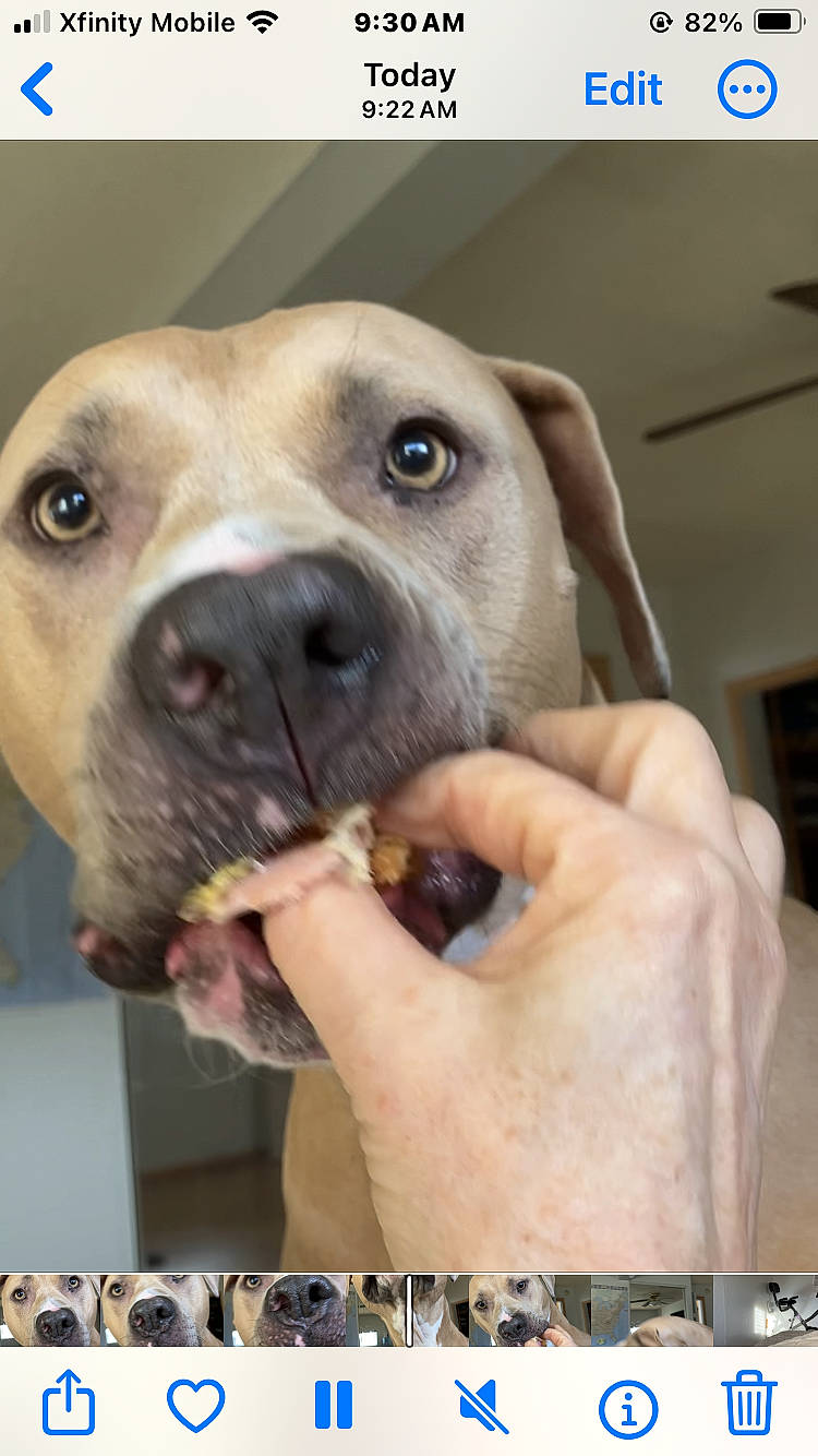 Echo joined the competition — help win amazing prizes! canidae, carnivore, companion_dog, dog, dog_breed, ear, fawn, fur, liver, nail, pet_supply, photo_caption, selfie, snout, sporting_group, terrestrial_animal, thumb, whiskers, working_animal, wrinkle