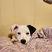 Dakota is registered to the contest to win money with this photo: animal, bedroom, black_ear, blanket, comfort, cozy, cute, dog, fur, indoor, lying_down, pet, portrait, puppy, relaxed, resting, snout, soft_texture, white_fur, young_dog