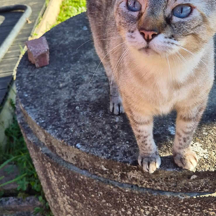 Daniel Mathieu a rejoint le concours — aidez-le/la à gagner de superbes lots ! abyssinian, animal, backyard, cat, grass, jar, nature, outdoors, path, pet, plant, planter, pottedplant, pottery, rock, slate, soil, vase, walkway, yard