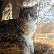 Darcie joined the competition — help win amazing prizes! cat, calico, feline, pet, window, indoor, cat_bed, fur, whiskers, natural_light, cozy, looking_at_camera, animal, domestic, resting, home, daylight, tree_branches, background, curious