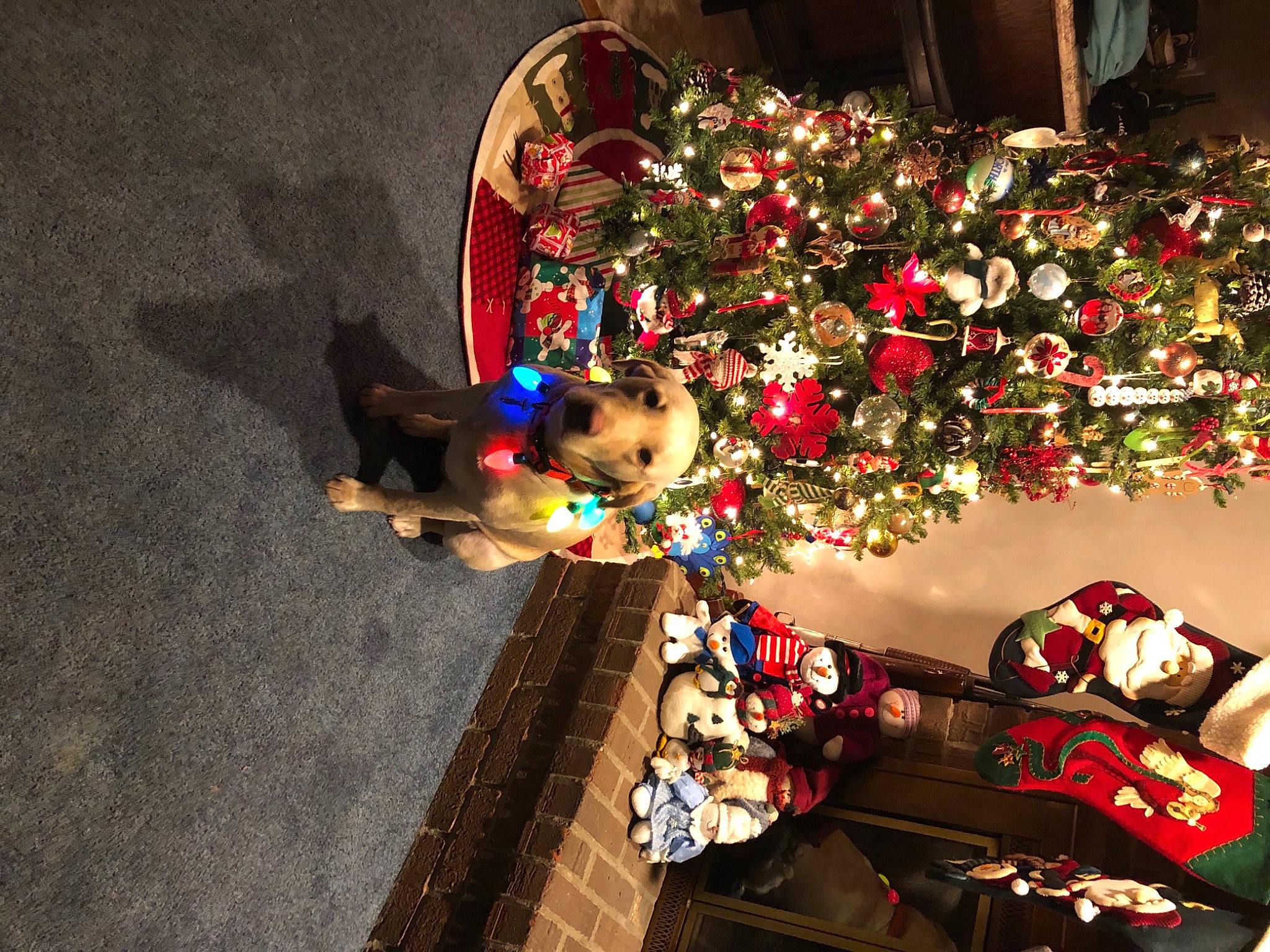 Tallulah joined the competition — help win amazing prizes! carmine, christmas, christmas_decoration, christmas_eve, christmas_ornament, christmas_tree, decoration, event, guitar, holiday, holiday_ornament, interior_design, lap, musical_instrument, ornament, plant, plucked_string_instruments, tradition, tree, wood