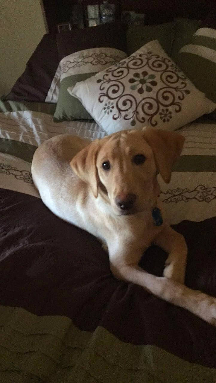 Tallulah joined the competition — help win amazing prizes! canidae, carnivore, comfort, companion_dog, dog, dog_breed, dog_supply, fawn, flooring, furniture, gun_dog, hardwood, linens, pet_supply, pillow, snout, sporting_group, throw_pillow, wood, working_animal