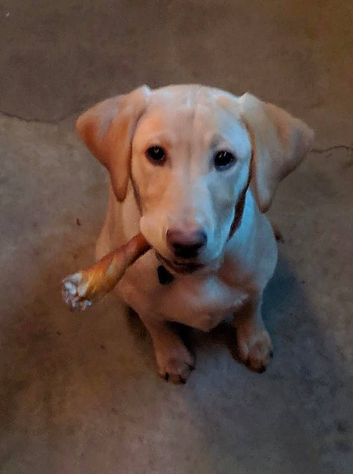 Tallulah joined the competition — help win amazing prizes! canidae, carnivore, companion_dog, dog, dog_breed, ear, eye, fawn, flooring, labrador_retriever, liver, paw, plant, puppy, sporting_group, tail, terrestrial_animal, whiskers, wood, working_animal