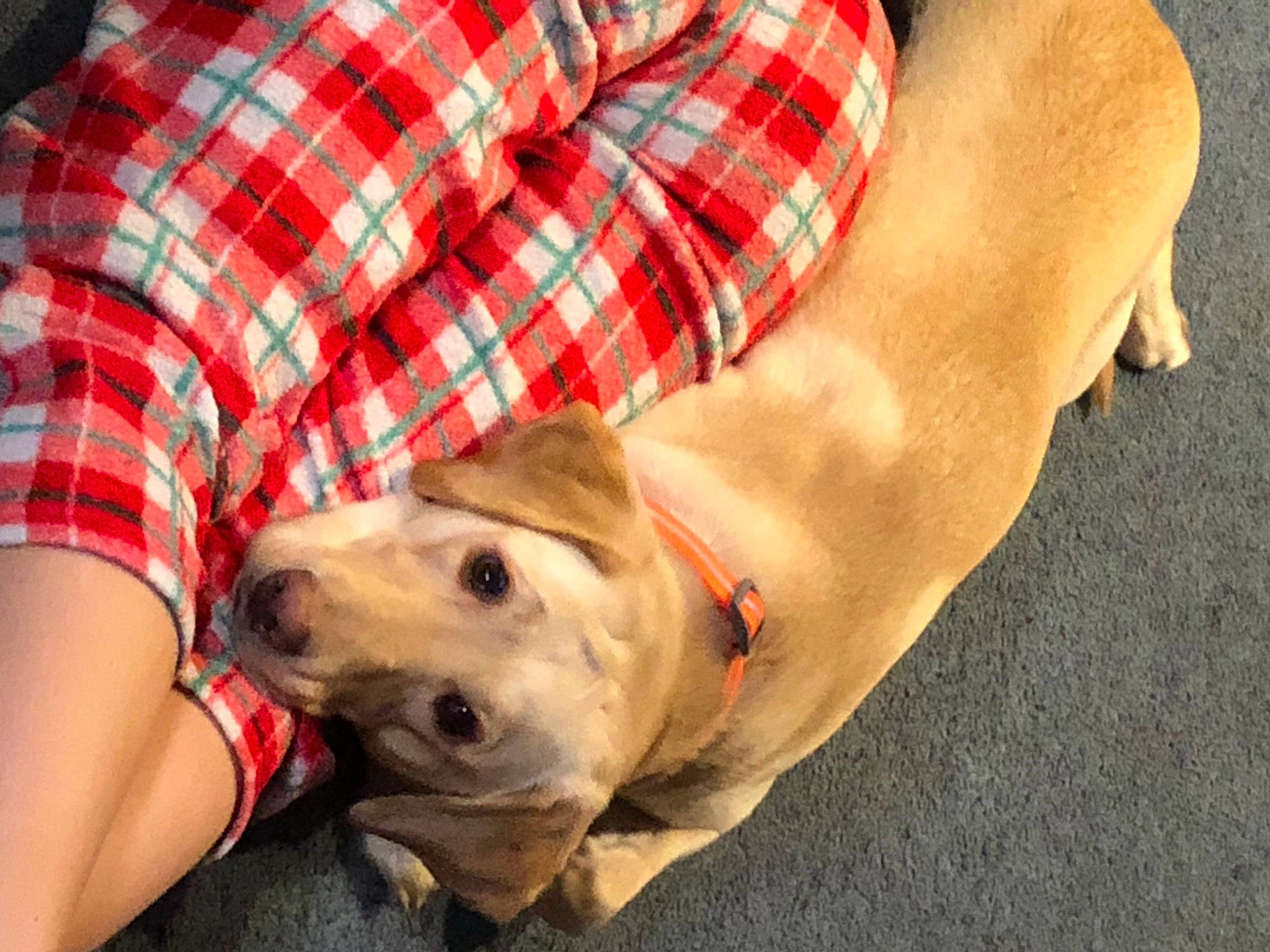 Tallulah is registered to the contest to win money with this photo: carnivore, collar, comfort, companion_dog, dog, dog_breed, dog_collar, dog_supply, fashion_accessory, fawn, leash, pattern, pet_supply, plaid, sleeve, snout, sporting_group, tartan, working_animal, wrist