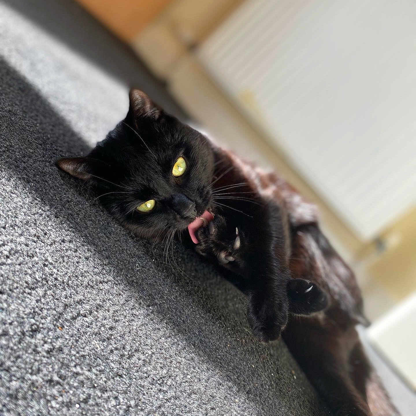 Simba joined the competition — help win amazing prizes! abyssinian, animal, bird, blackbird, blackcat, bodypart, cat, hardwood, indoors, interiordesign, kitten, manx, mouth, person, pet, tongue, wood