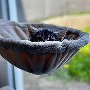 Grisette participe au concours pour gagner de l'argent avec cette photo : cat, kitten, pet, animal, fur, ears, eyes, hammock, cozy, fuzzy, window, indoor, blurred_background, nature, greenery, soft_light, resting, cute, curious, home