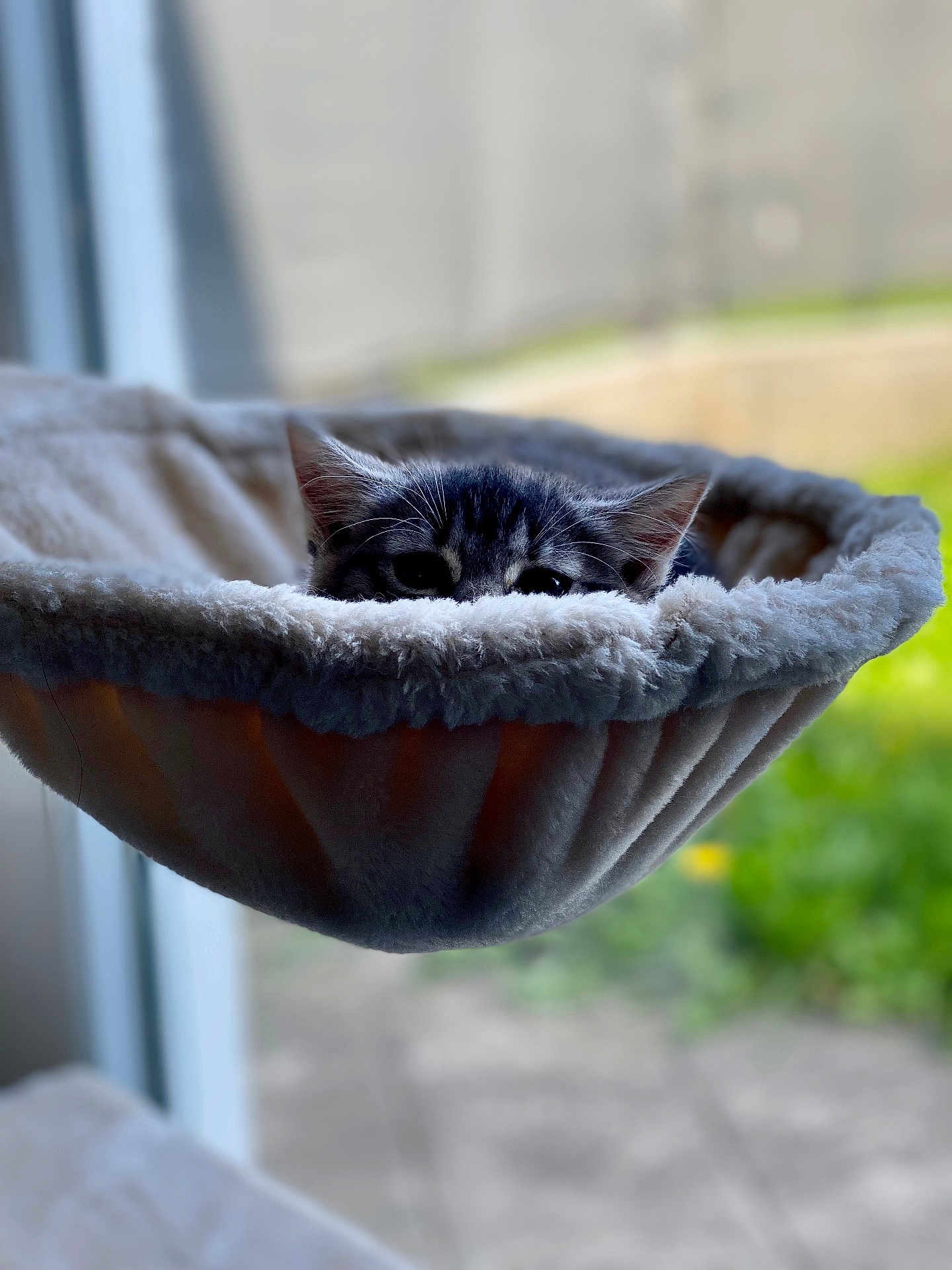 Grisette participe au concours pour gagner de l'argent avec cette photo : cat, kitten, pet, animal, fur, ears, eyes, hammock, cozy, fuzzy, window, indoor, blurred_background, nature, greenery, soft_light, resting, cute, curious, home