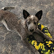 Nicky is registered to the contest to win money with this photo: animal, camouflage, canine, chewed, curious, dog, ears, fur, ground, lying, nature, outdoor, paw, pet, playful, puppy, texture, toy, worn, young