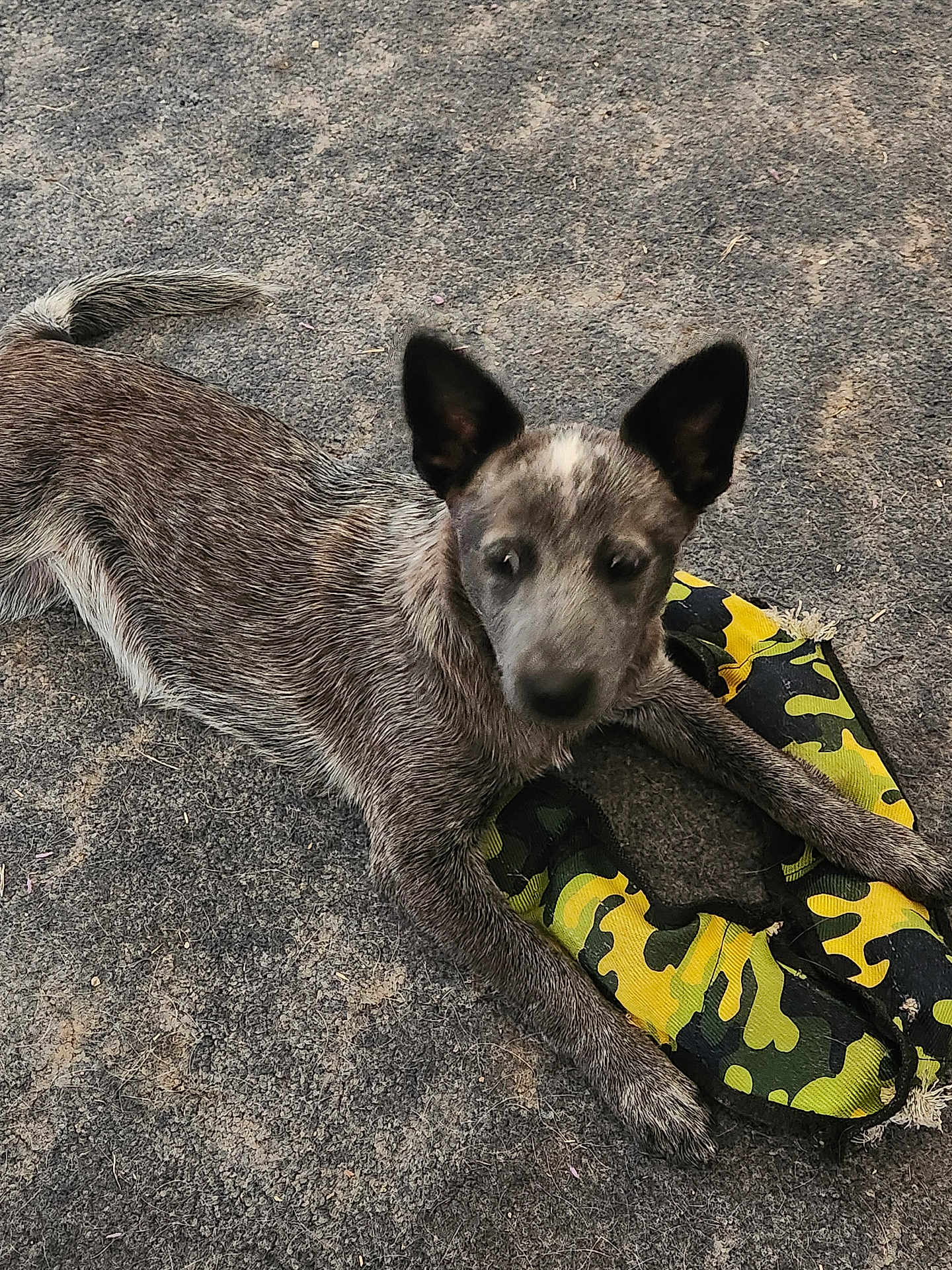 Nicky is registered to the contest to win money with this photo: animal, camouflage, canine, chewed, curious, dog, ears, fur, ground, lying, nature, outdoor, paw, pet, playful, puppy, texture, toy, worn, young