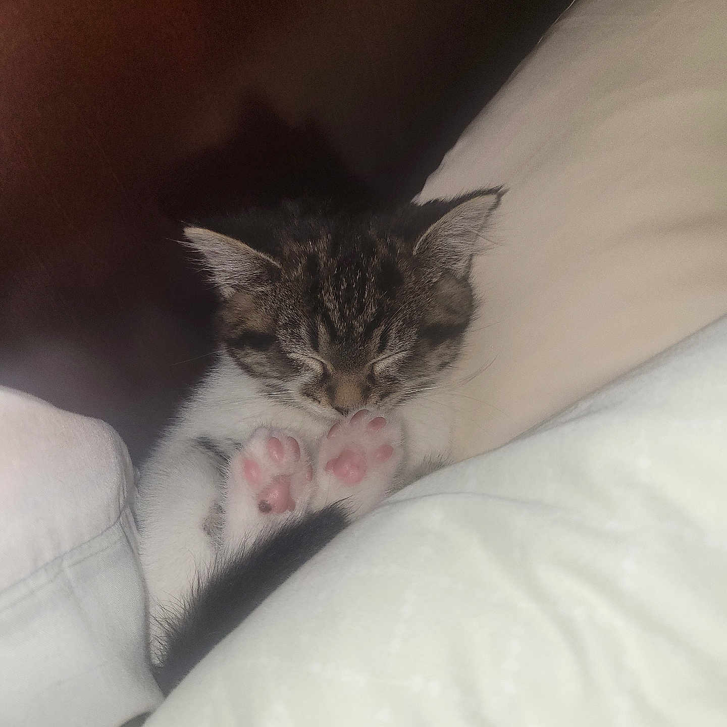 Stormi Girl joined the competition — help win amazing prizes! animal, blanket, comfort, cozy, cute, fur, indoor, kitten, nap, paws, pet, pillow, pink_paws, resting, sleeping, small, soft, tabby, whiskers, young