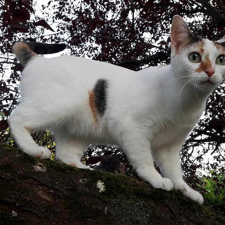 Mia participe au concours pour gagner de l'argent avec cette photo : alert, animal, branch, cat, close_up, curious, daylight, feline, fur, green_eyes, leaf, moss, nature, outdoor, pet, tree, walking, white_cat, wildlife, wood