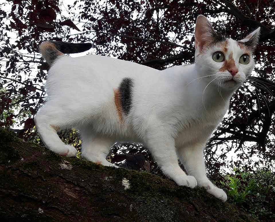 Mia participe au concours pour gagner de l'argent avec cette photo : alert, animal, branch, cat, close_up, curious, daylight, feline, fur, green_eyes, leaf, moss, nature, outdoor, pet, tree, walking, white_cat, wildlife, wood