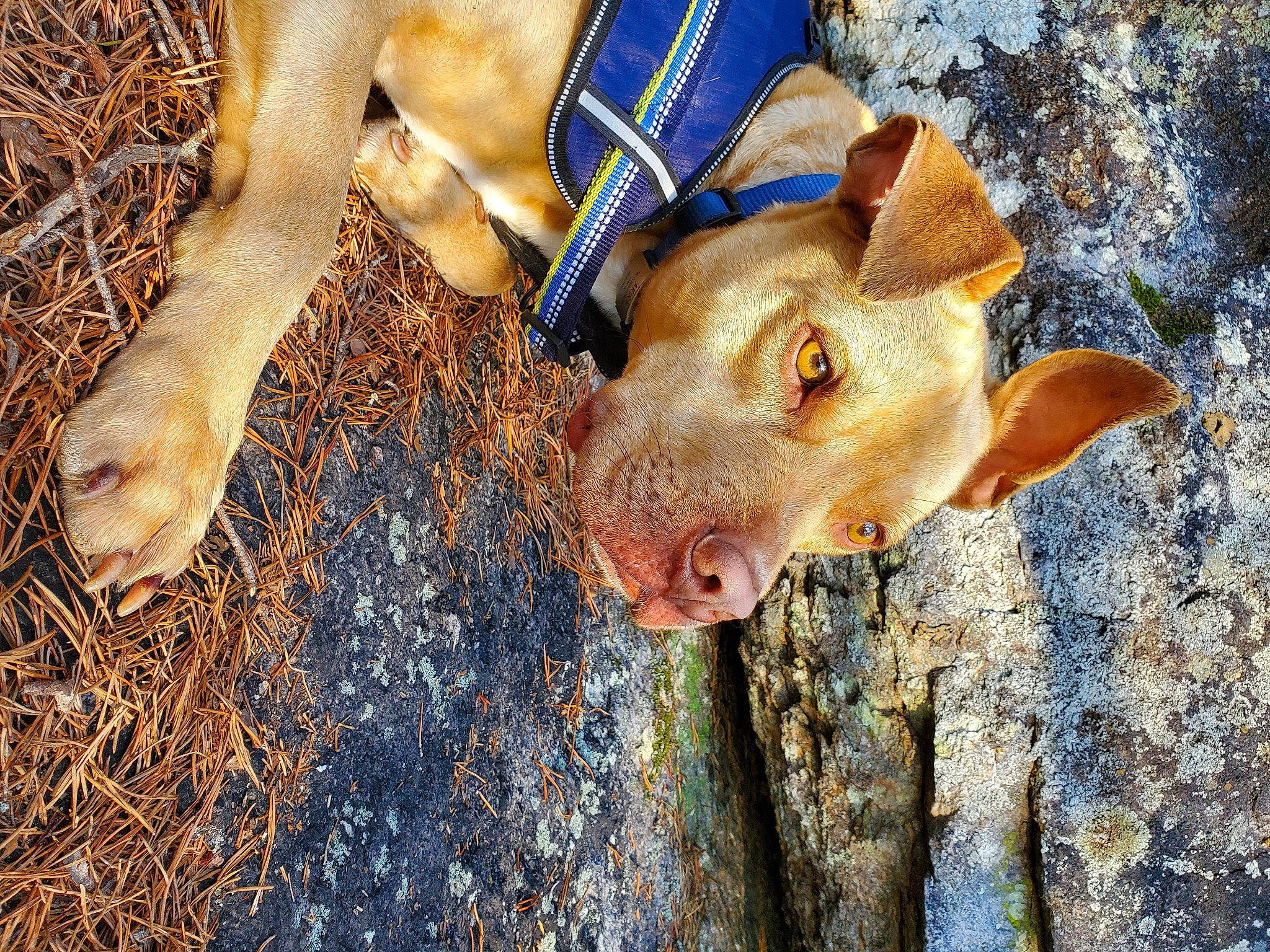 Akira is registered to the contest to win money with this photo: canidae, carnivore, companion_dog, dog, dog_breed, fawn, fur, grass, hay, livestock, mammal, snout, soil, sporting_group, street_dog, suidae, terrestrial_animal, whiskers, wood, working_animal