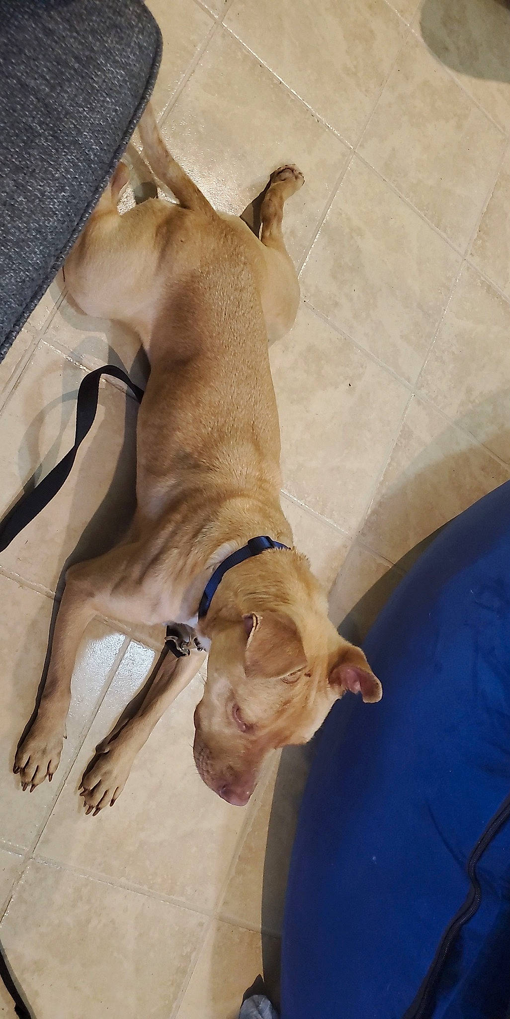 Akira is registered to the contest to win money with this photo: canidae, carnivore, collar, comfort, companion_dog, dog, dog_breed, dog_collar, dog_supply, fawn, guard_dog, liver, mammal, paw, pet_supply, snout, sporting_group, tail, vertebrate, working_animal