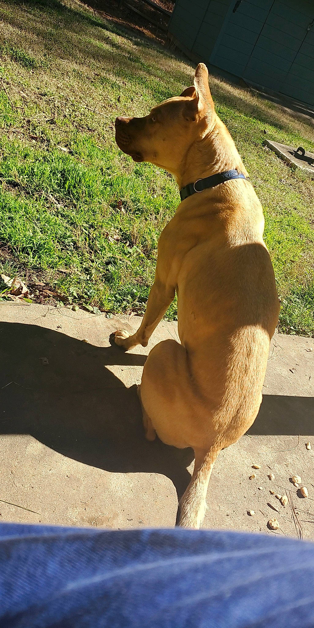 Akira joined the competition — help win amazing prizes! canidae, carnivore, collar, companion_dog, dog, dog_breed, dog_collar, dog_supply, fawn, hunting_dog, non_sporting_group, pet_supply, plant, shadow, snout, sporting_group, tail, terrestrial_animal, thigh, working_animal