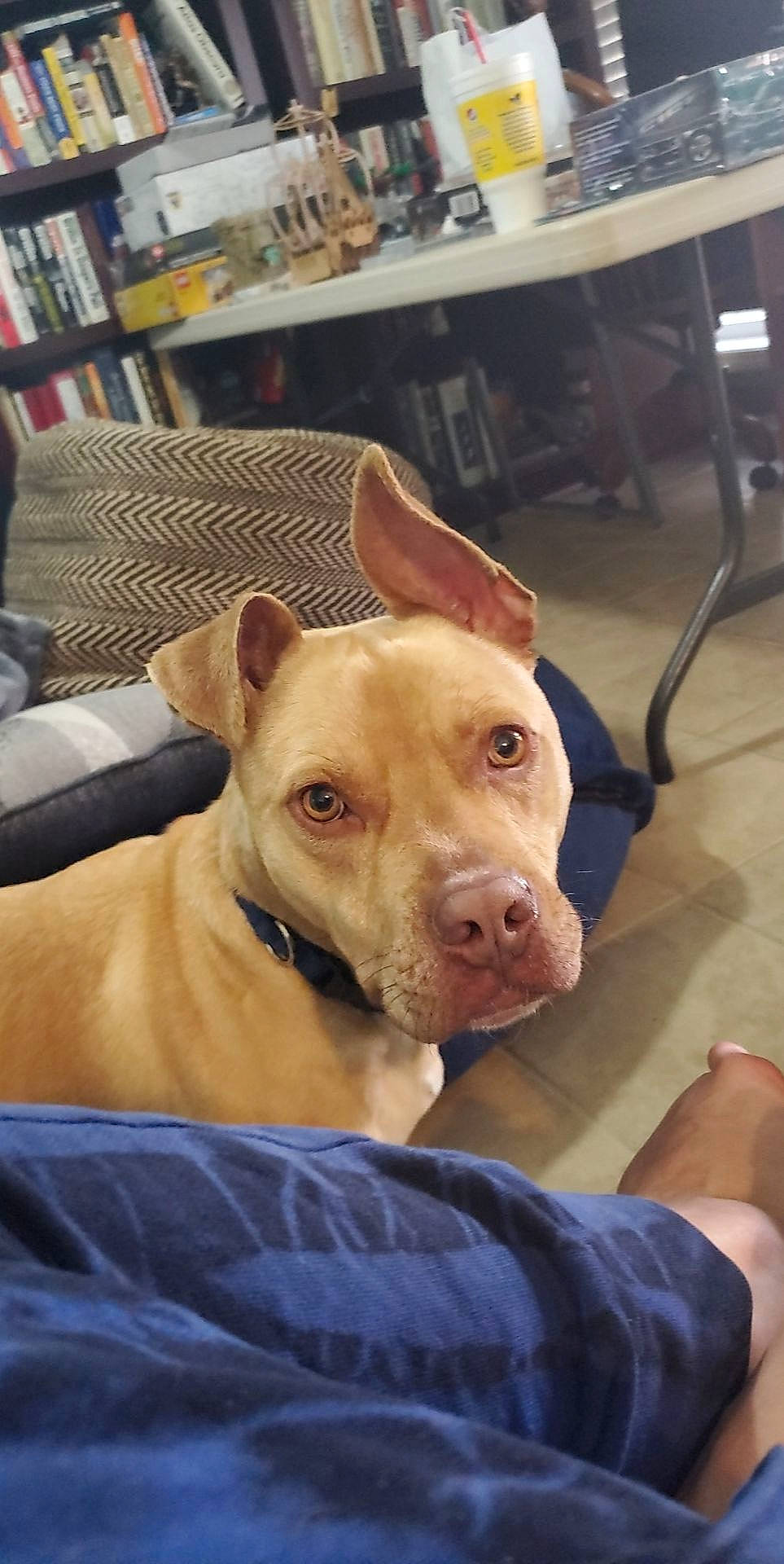 Akira is registered to the contest to win money with this photo: bookcase, canidae, carnivore, comfort, companion_dog, dog, dog_breed, dog_supply, ear, fawn, fur, publication, shelf, snout, sporting_group, table, toy_dog, whiskers, wood, working_animal