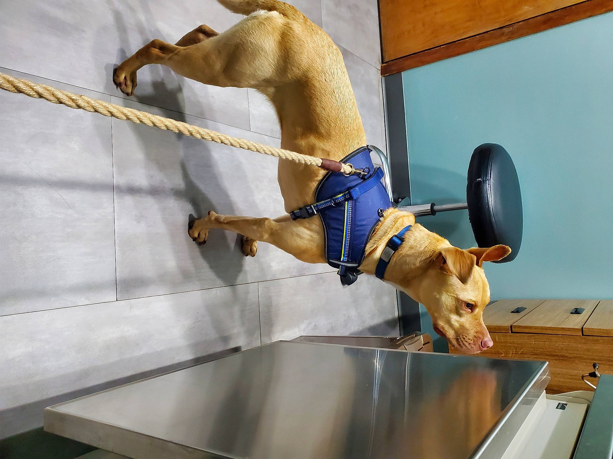 Akira joined the competition — help win amazing prizes! adventure, balance, canidae, carnivore, collar, comfort, companion_dog, dog, dog_breed, dog_supply, fawn, flooring, human_leg, knee, pet_supply, room, sporting_group, table, tail, working_animal